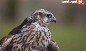 Балобан — описание, среда обитания, интересные факты