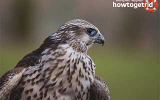 Балобан — описание, среда обитания, интересные факты