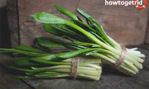 Черемша — полезные свойства и противопоказания