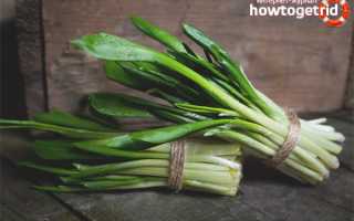 Черемша — полезные свойства и противопоказания