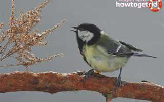 Большая синица — описание, среда обитания, интересные факты