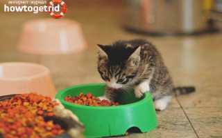 Чем кормить котенка: полезные советы