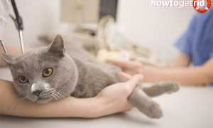 Чесотка у кошек и котов — симптомы и лечение