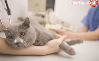 Чесотка у кошек и котов — симптомы и лечение