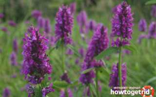 Буквица — лечебные свойства и противопоказания