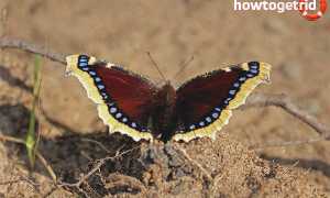 Бабочка траурница — описание, среда обитания, виды