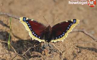 Бабочка траурница — описание, среда обитания, виды