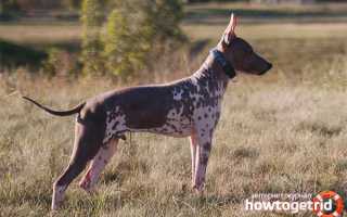 Американский голый терьер — описание породы и характер собаки