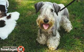 Чешский терьер — описание породы и характер собаки