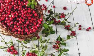 Брусника при простуде: польза и применение