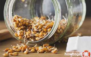 Чем полезна пророщенная пшеница для организма