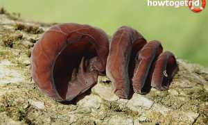 Аурикулярия уховидная — описание, где растет, ядовитость гриба