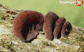 Аурикулярия уховидная — описание, где растет, ядовитость гриба