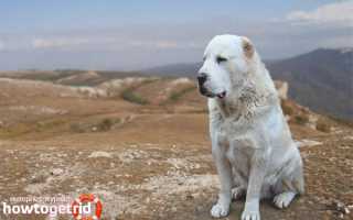 Алабай — описание породы и характер собаки