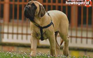 Английский мастиф — описание породы и характер собаки