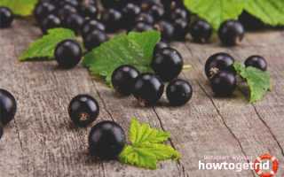 Черная смородина — польза и вред для здоровья