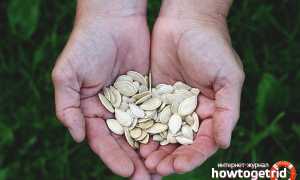 Чем полезны тыквенные семечки для мужчин?