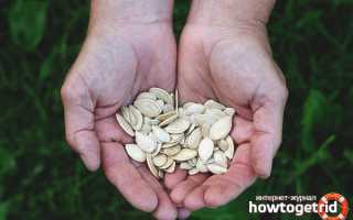 Чем полезны тыквенные семечки для мужчин?