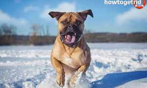 Бульмастиф — описание породы и характер собаки