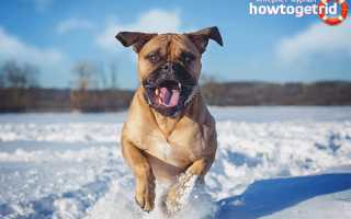 Бульмастиф — описание породы и характер собаки