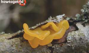 Дрожалка оранжевая — описание, где растет, ядовитость гриба