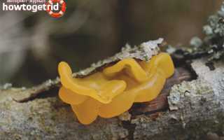 Дрожалка оранжевая — описание, где растет, ядовитость гриба