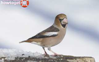 Дубонос — описание, среда обитания, интересные факты