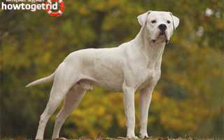 Аргентинский дог — описание породы и характер собаки