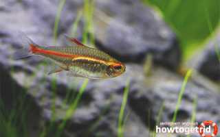 Эритрозонус — уход и содержание в аквариуме