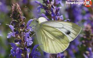 Бабочка репница — описание, среда обитания, виды