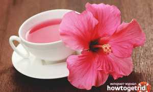 Чай каркаде — польза и вред для мужчин и женщин