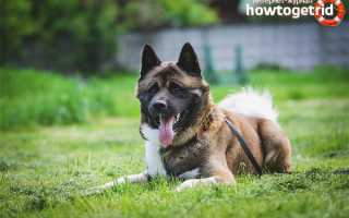 Американская акита — описание породы и характер собаки