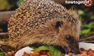 Чем кормить ёжика в домашних условиях