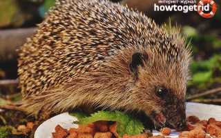 Чем кормить ёжика в домашних условиях