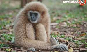 Белорукий гиббон — описание, среда обитания, образ жизни