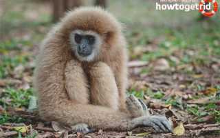 Белорукий гиббон — описание, среда обитания, образ жизни