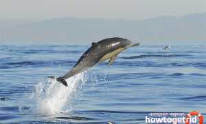 Беломордый дельфин — описание, среда обитания, образ жизни