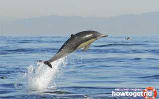 Беломордый дельфин — описание, среда обитания, образ жизни