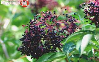 Бузина черная — лечебные свойства и противопоказания