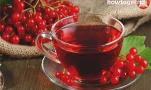Чай с калиной — польза и вред для здоровья