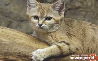 Барханная кошка (арабская песчаная) — описание породы