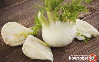 Фенхель — польза и вред для здоровья организма