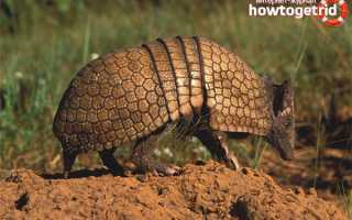 Броненосец — описание, среда обитания, образ жизни