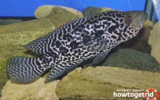 Цихлазома манагуанская — уход и содержание в аквариуме