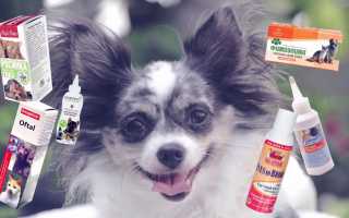 Чем промыть глаза собаке в домашних условиях