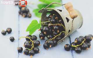 Черная смородина при беременности — польза и вред