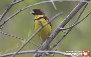 Дубровник — описание, среда обитания, интересные факты