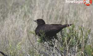 Черный жаворонок — описание, среда обитания, интересные факты