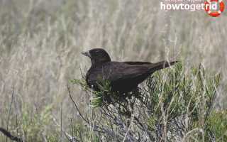 Черный жаворонок — описание, среда обитания, интересные факты