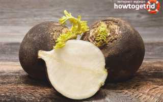 Черная редька — полезные свойства и противопоказания